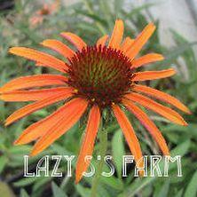 Photo of Coneflower (Echinacea 'Flame Thrower') uploaded by Joy