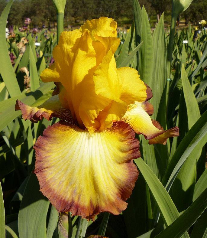 Photo of Tall Bearded Iris (Iris 'Ray Dale Kerr') uploaded by Misawa77