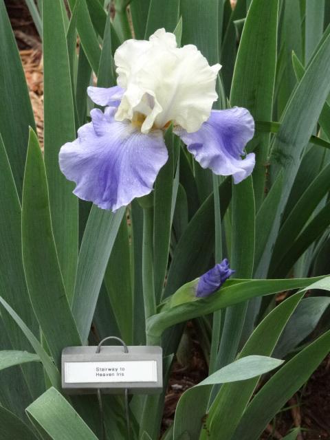 Photo of Tall Bearded Iris (Iris 'Stairway to Heaven') uploaded by Sheridragonfly