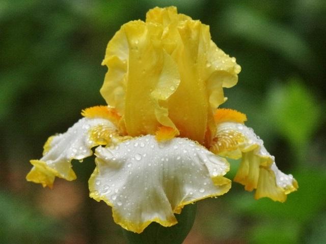 Photo of Tall Bearded Iris (Iris 'Sunrise Elegy') uploaded by Sheridragonfly