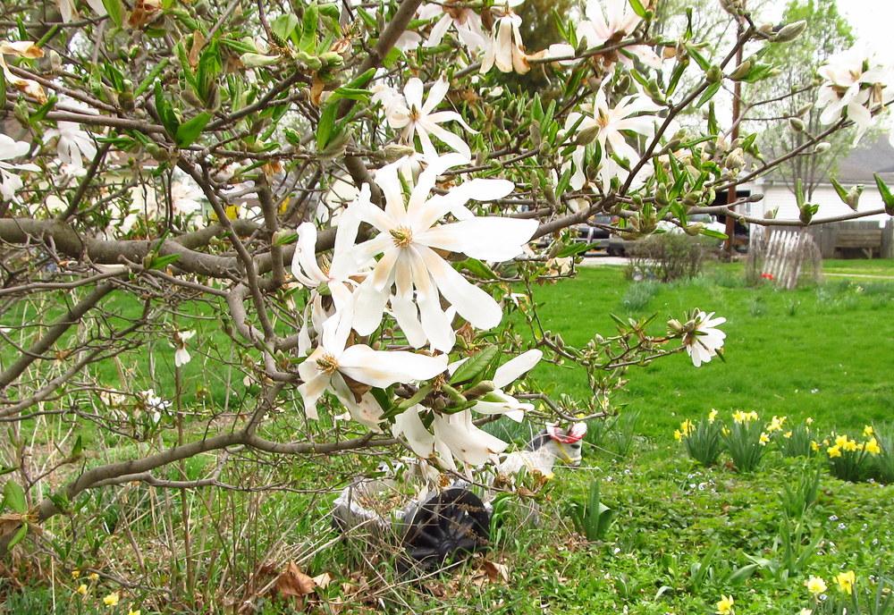 Photo of Star Magnolia (Magnolia stellata) uploaded by jmorth