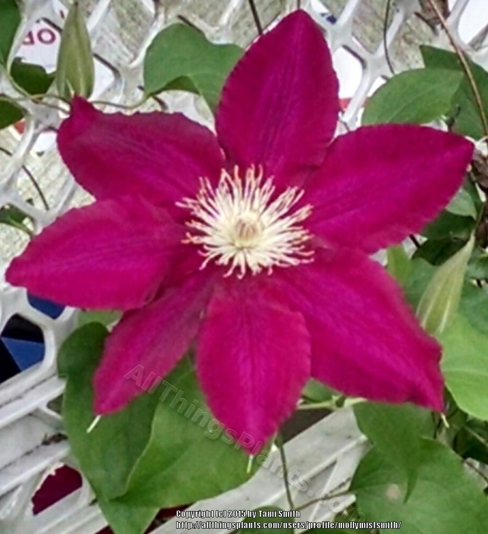 Photo of Clematis Rebecca™ uploaded by mollymistsmith