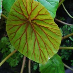 Location: Miami, FL
Date: 2015-01
Fairchild gardens - young leaf has distinct red veining