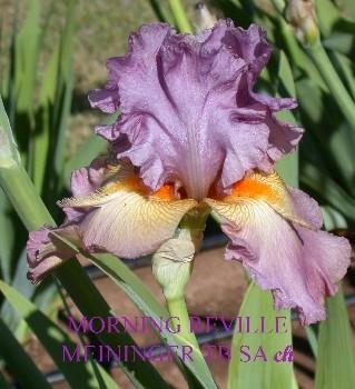 Photo of Tall Bearded Iris (Iris 'Morning Reveille') uploaded by Calif_Sue