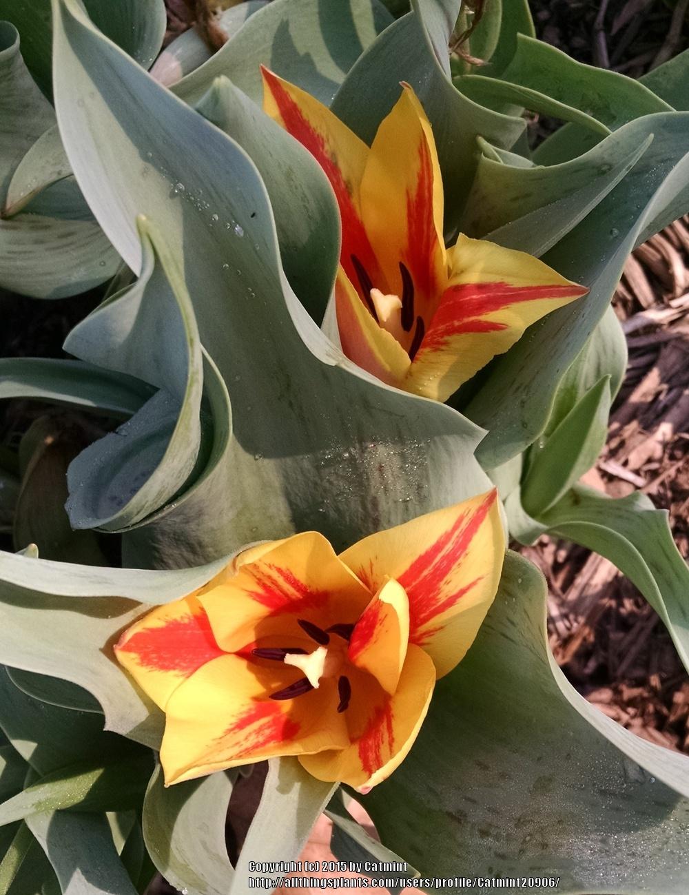 Photo of Greigii Tulip (Tulipa 'Winnipeg') uploaded by Catmint20906