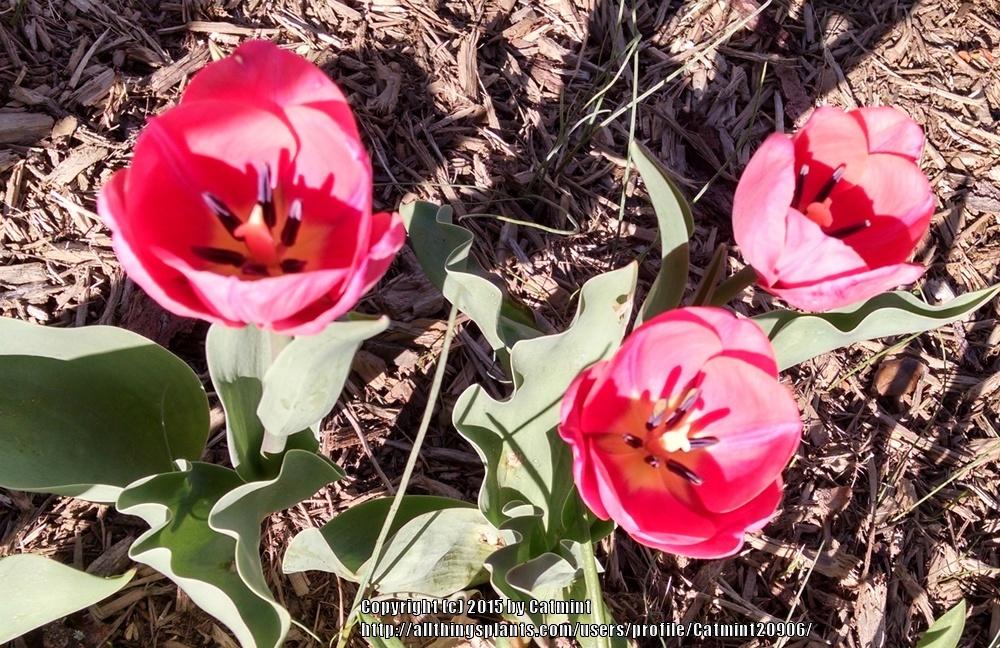 Photo of Tulips (Tulipa) uploaded by Catmint20906