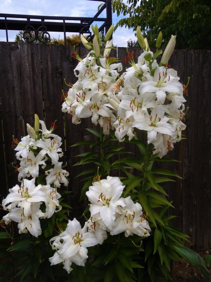 Photo of Oriental Lily (Lilium 'Casa Blanca') uploaded by DancingGenes