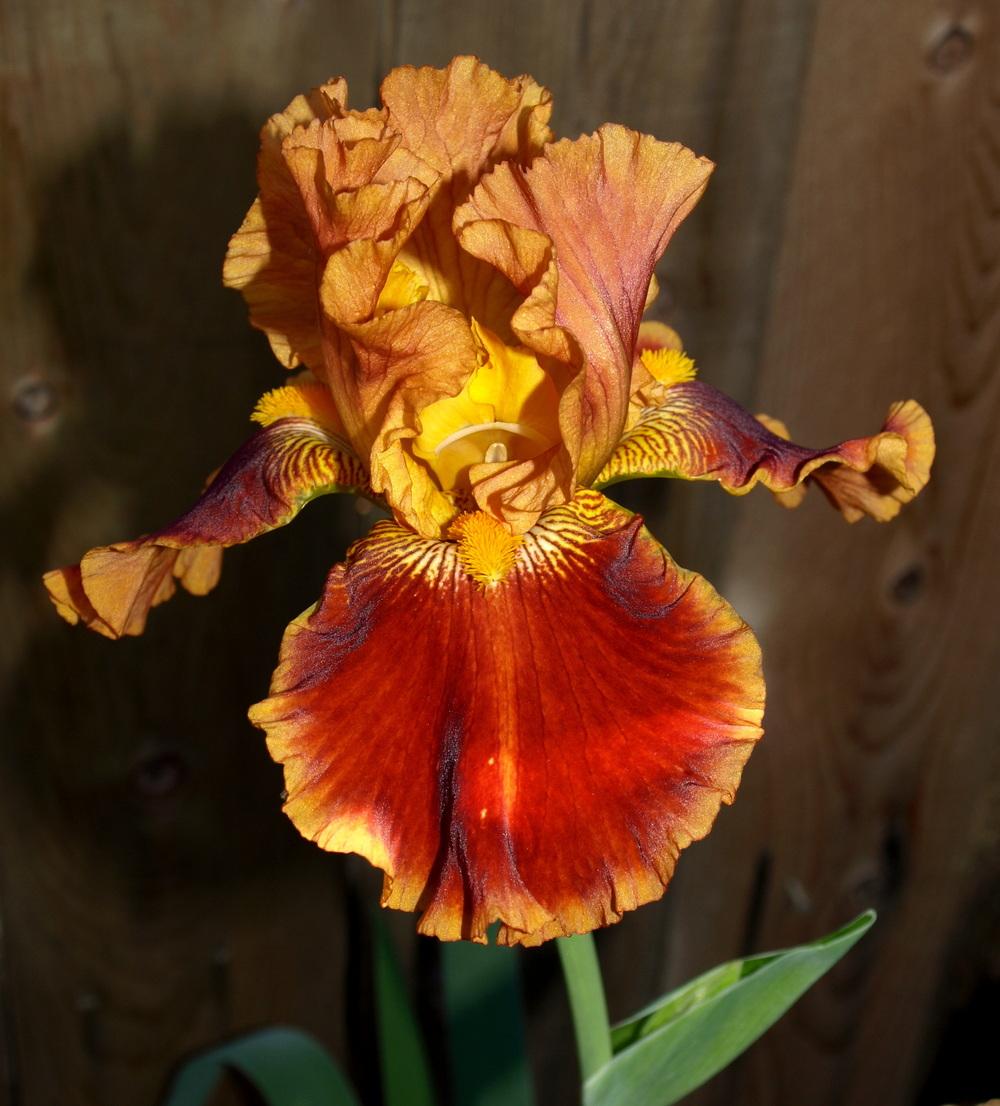 Photo of Border Bearded Iris (Iris 'Rustler's Rhapsody') uploaded by Ecograndma