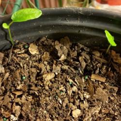 Location: Wilmington, Delaware USA
Date: 2015-04-18
When grown in a pot, the emerging growth appears at the perimeter