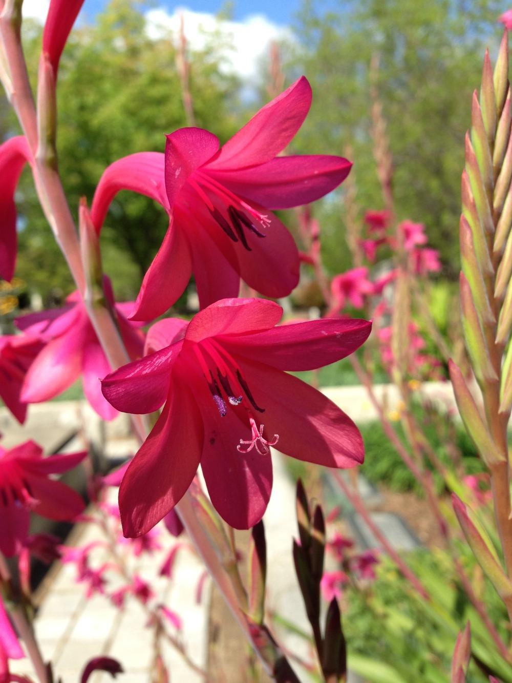 Photo of Bugle Lily (Watsonia) uploaded by HamiltonSquare