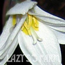 Photo of White Trout-Lily (Erythronium albidum) uploaded by Joy