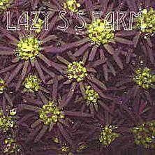 Photo of Cypress Spurge (Euphorbia cyparissias 'Fen's Ruby') uploaded by Joy