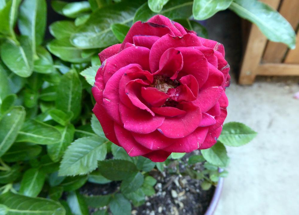 Photo of Rose (Rosa 'Daniela Kordana') uploaded by JulieB