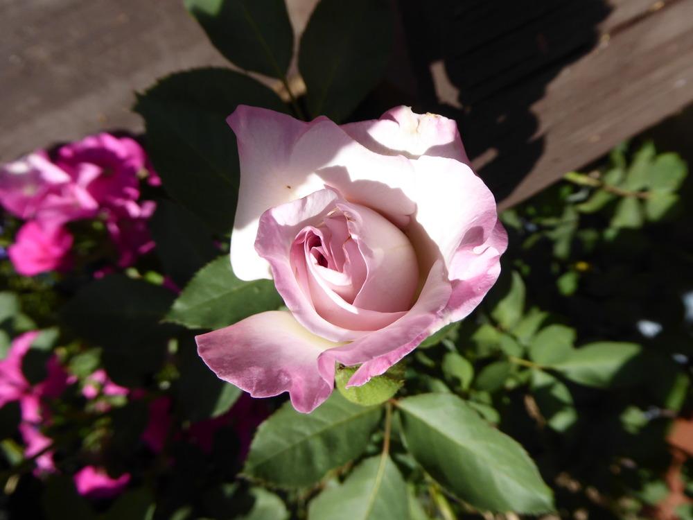 Photo of Rose (Rosa 'Nicole Carol Miller') uploaded by JulieB