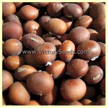 Photo of Soybean (Glycine max 'Grignon 18') uploaded by MikeD