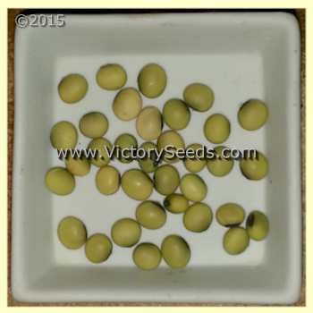 Photo of Soybean (Glycine max 'GL 2216/18 Soy') uploaded by MikeD