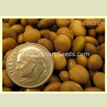 Photo of Soybean (Glycine max 'Korean Brown') uploaded by MikeD