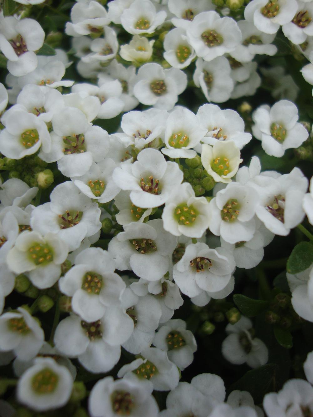 Photo of Sweet Alyssum (Lobularia maritima 'Wonderland White') uploaded by Paul2032