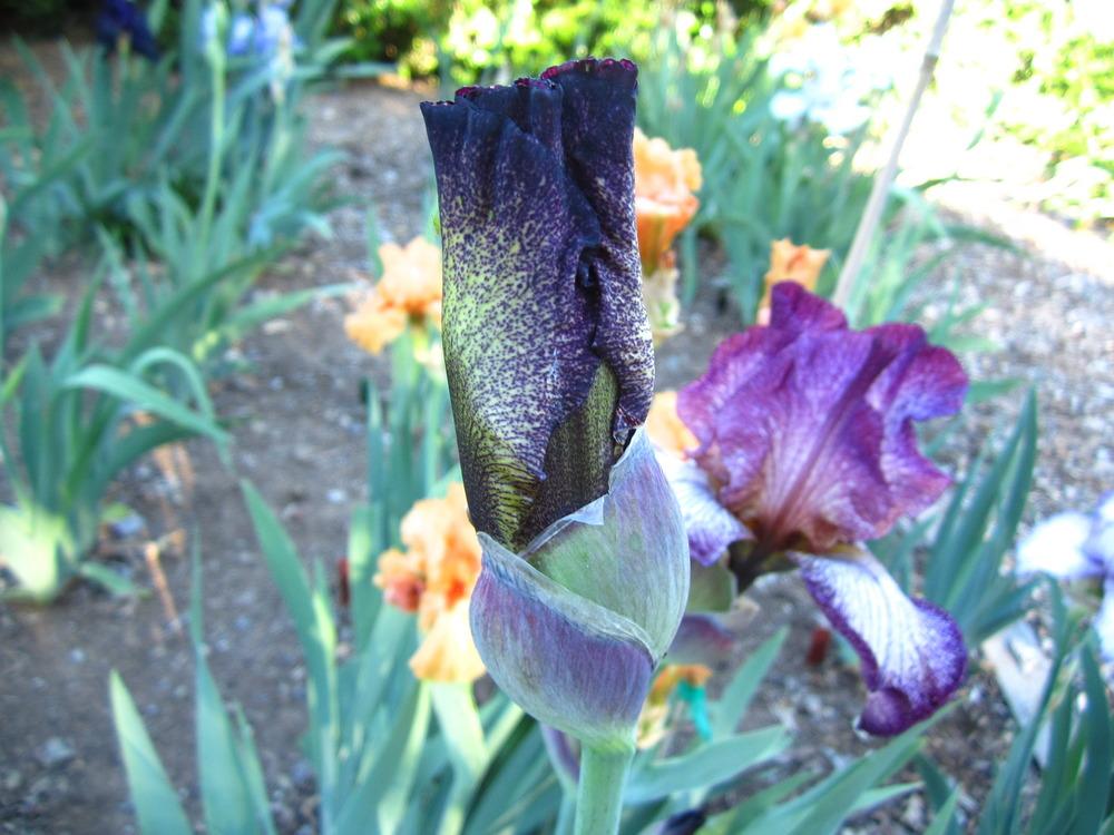 Photo of Tall Bearded Iris (Iris 'Lady in Purple') uploaded by UndertheSun