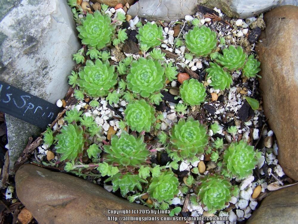 Photo of Hen and Chicks (Sempervivum 'Ford's Spring') uploaded by chickhill