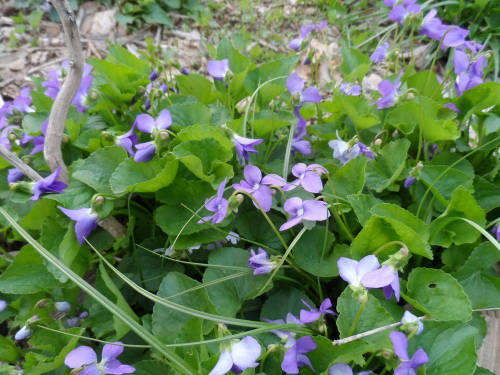Photo of Sweet Violet (Viola odorata) uploaded by hazeleyes