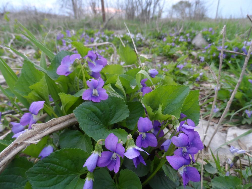 Photo of Sweet Violet (Viola odorata) uploaded by hazeleyes