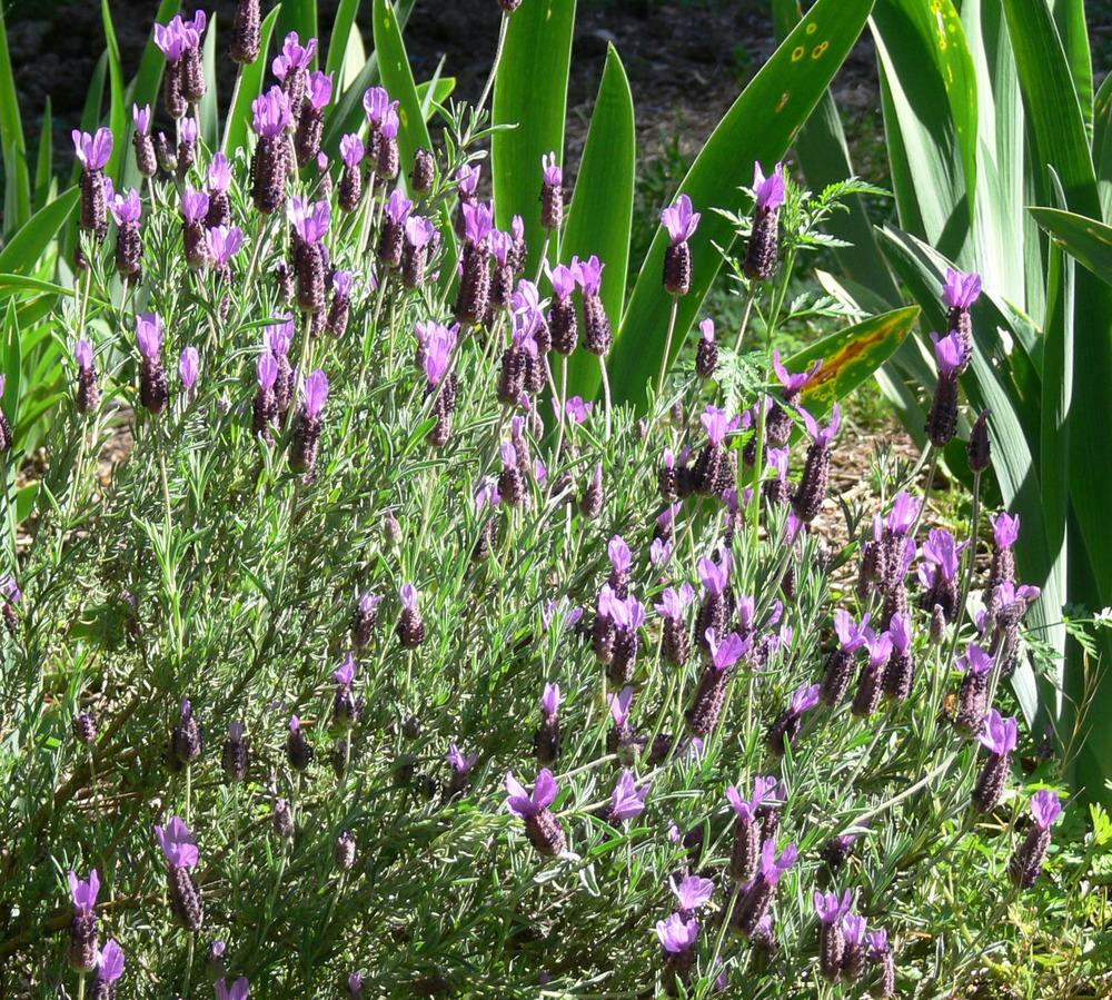 Photo of Spanish Lavender (Lavandula stoechas) uploaded by janwax
