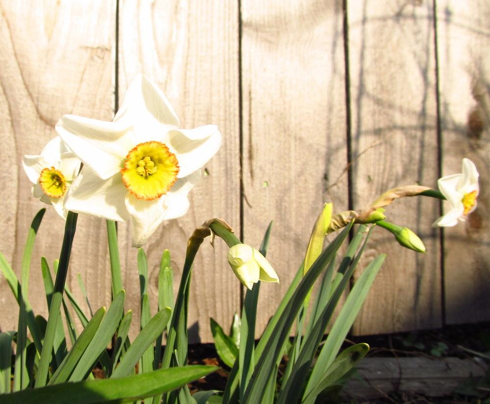 Photo of Small-Cupped Daffodil (Narcissus 'Dreamlight') uploaded by jmorth