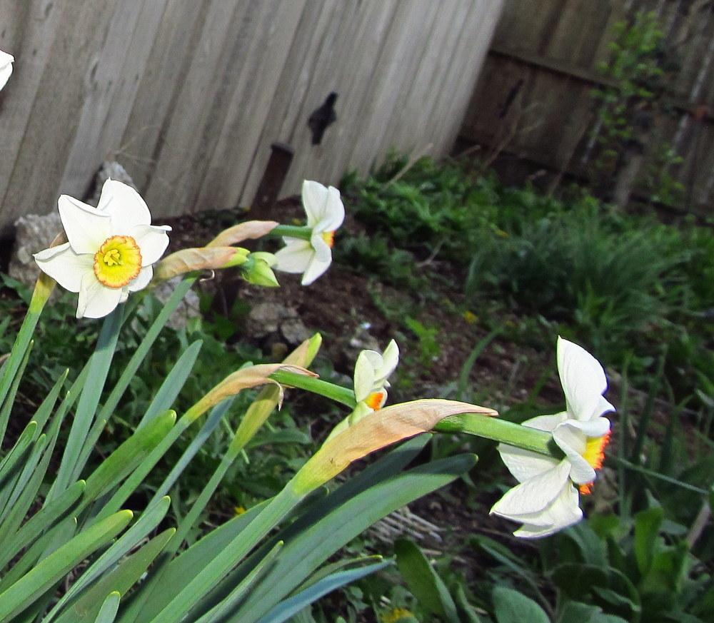 Photo of Small-Cupped Daffodil (Narcissus 'Dreamlight') uploaded by jmorth