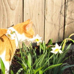 Location: central Illinois
Date: 2015-04-17
Plato's friend. Check out shadow of flower on cat.