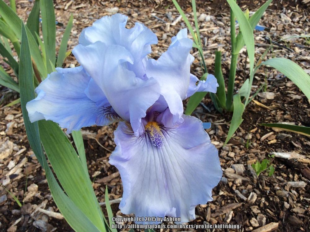 Photo of Tall Bearded Iris (Iris 'Stardusted') uploaded by kidfishing