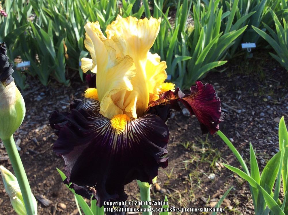 Photo of Tall Bearded Iris (Iris 'Reckless Abandon') uploaded by kidfishing