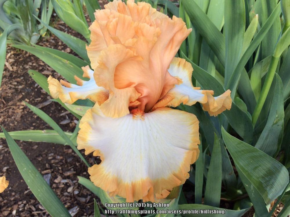 Photo of Tall Bearded Iris (Iris 'Precious Halo') uploaded by kidfishing