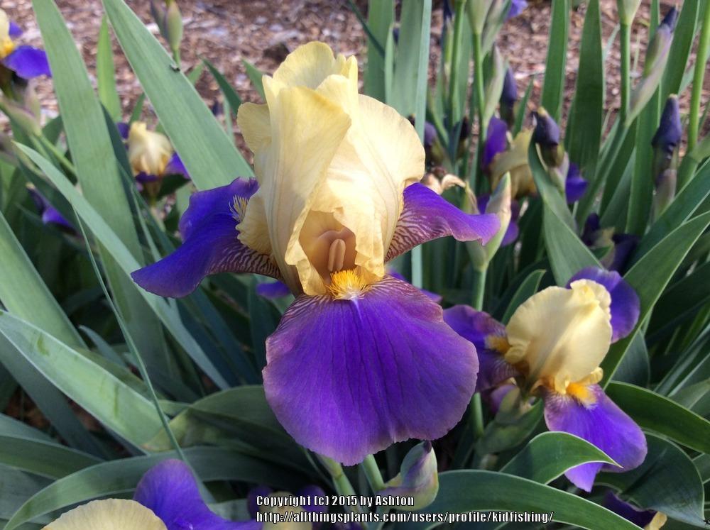 Photo of Miniature Tall Bearded Iris (Iris 'Color by Two's') uploaded by kidfishing