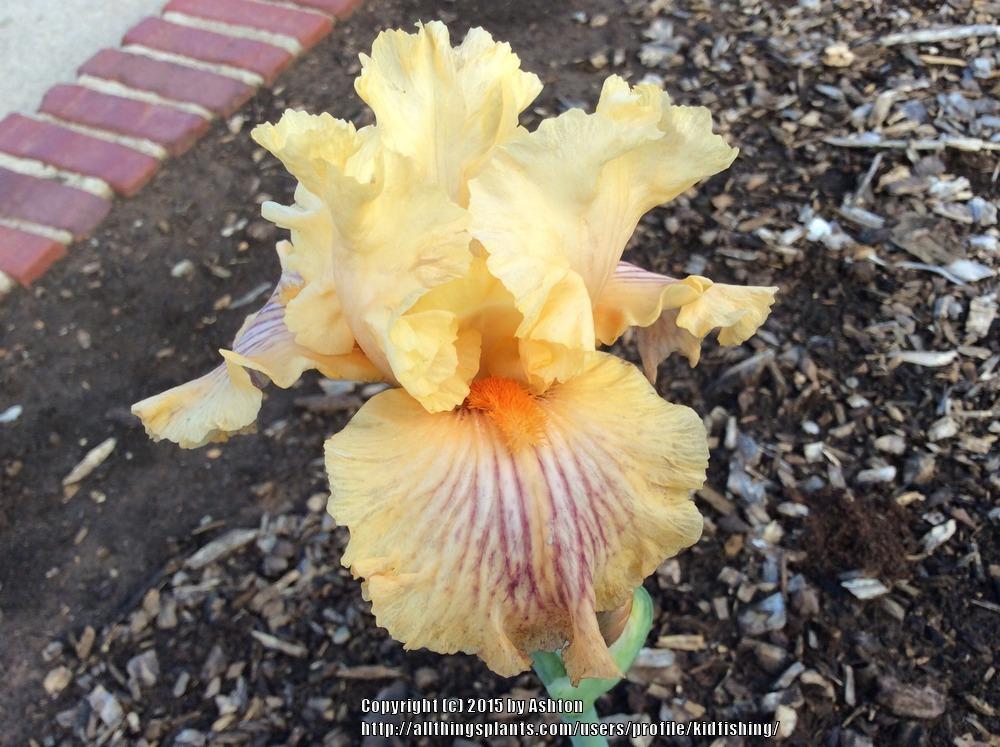 Photo of Tall Bearded Iris (Iris 'Sammie's Jammies') uploaded by kidfishing