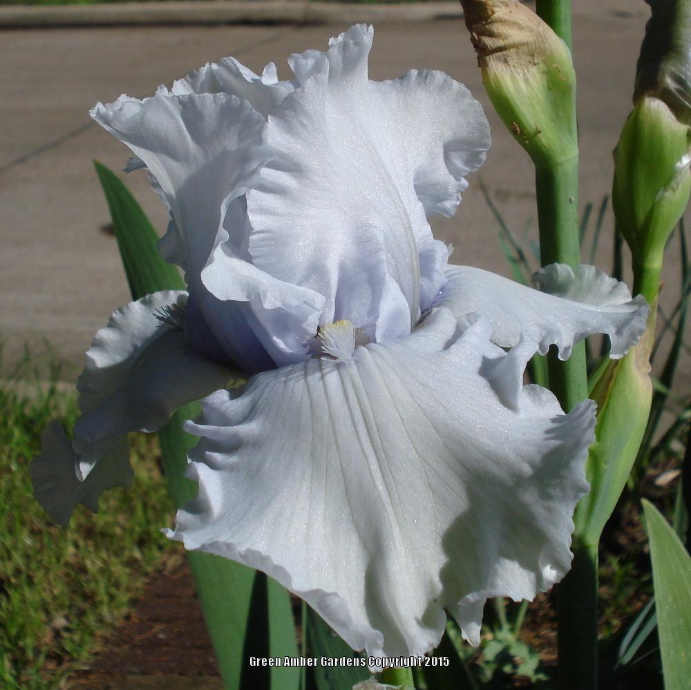 Photo of Tall Bearded Iris (Iris 'Crystalyn') uploaded by lovemyhouse