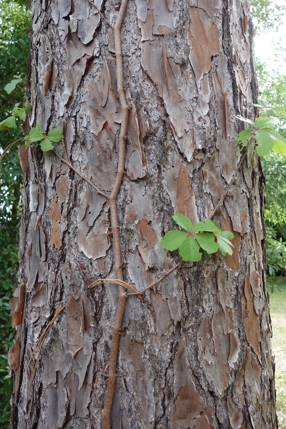 Photo of Virginia Creeper (Parthenocissus quinquefolia) uploaded by mellielong