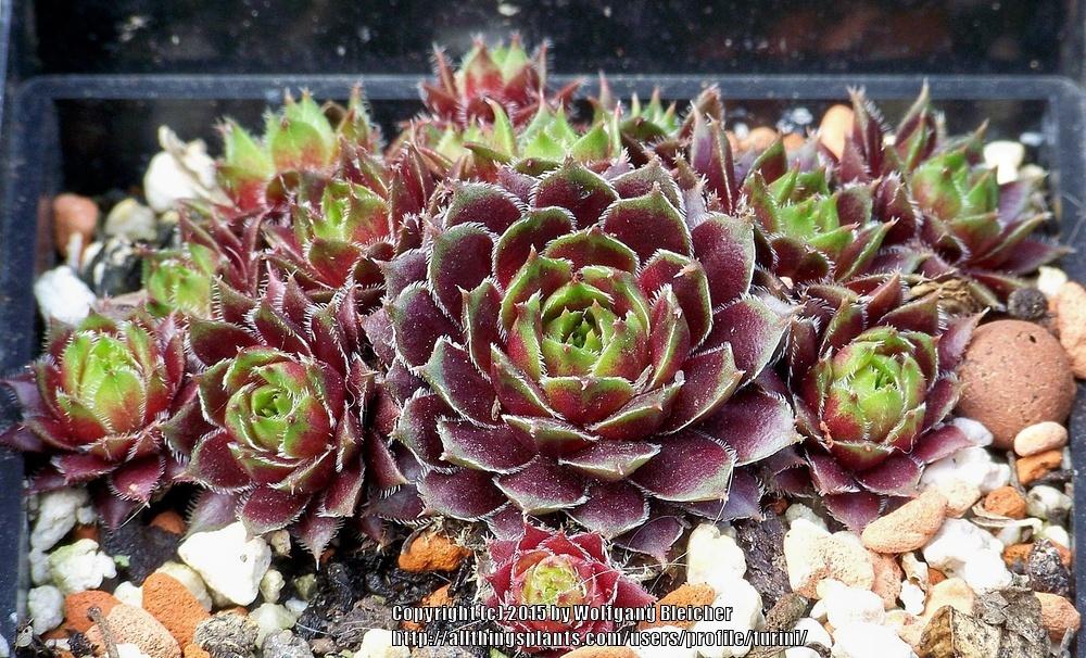 Photo of Hen and Chicks (Sempervivum 'Talula') uploaded by turini
