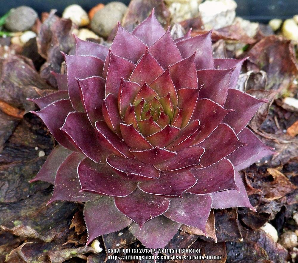 Photo of Hen and chicks (Sempervivum 'Noir') uploaded by turini
