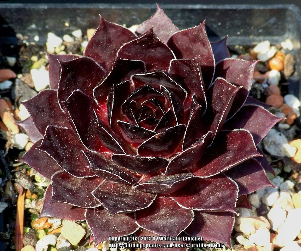 Photo of Hen and Chicks (Sempervivum 'Bitter Chocolate') uploaded by turini