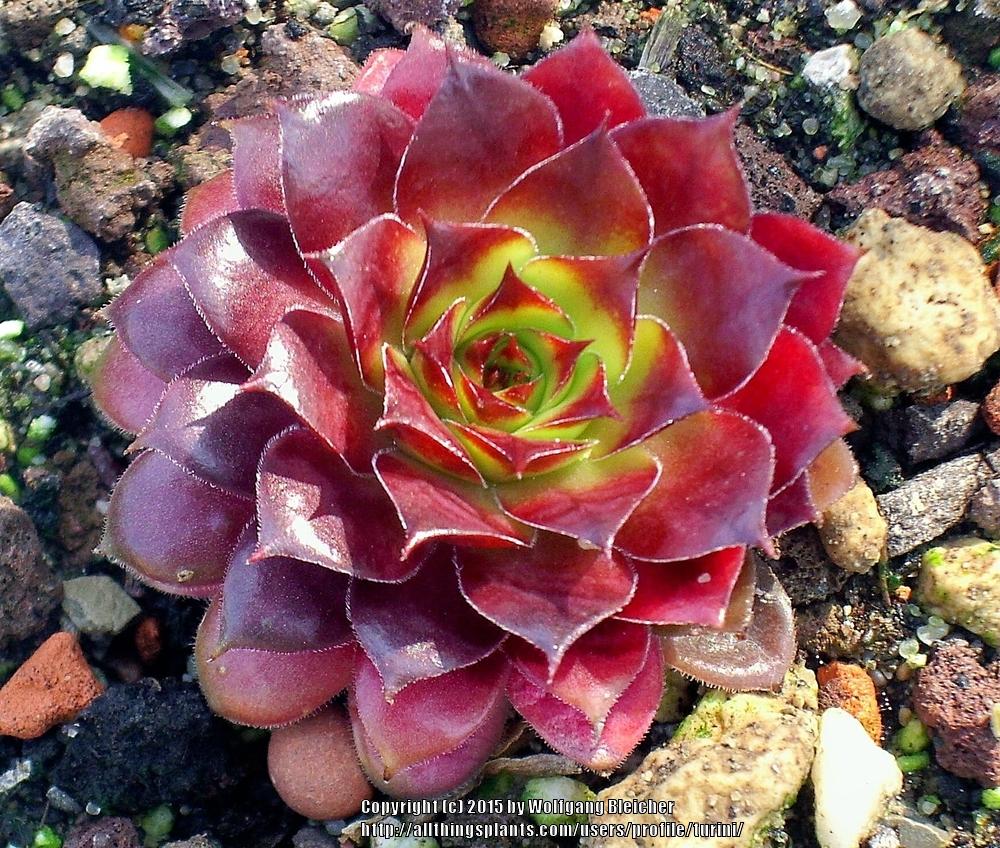 Photo of Hen and Chicks (Sempervivum 'Pepito') uploaded by turini