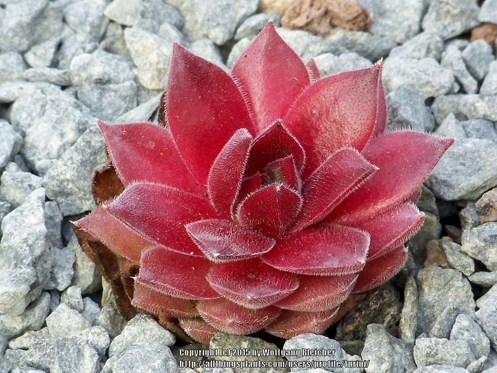 Photo of Hen and Chicks (Sempervivum 'Director Jacobs') uploaded by turini