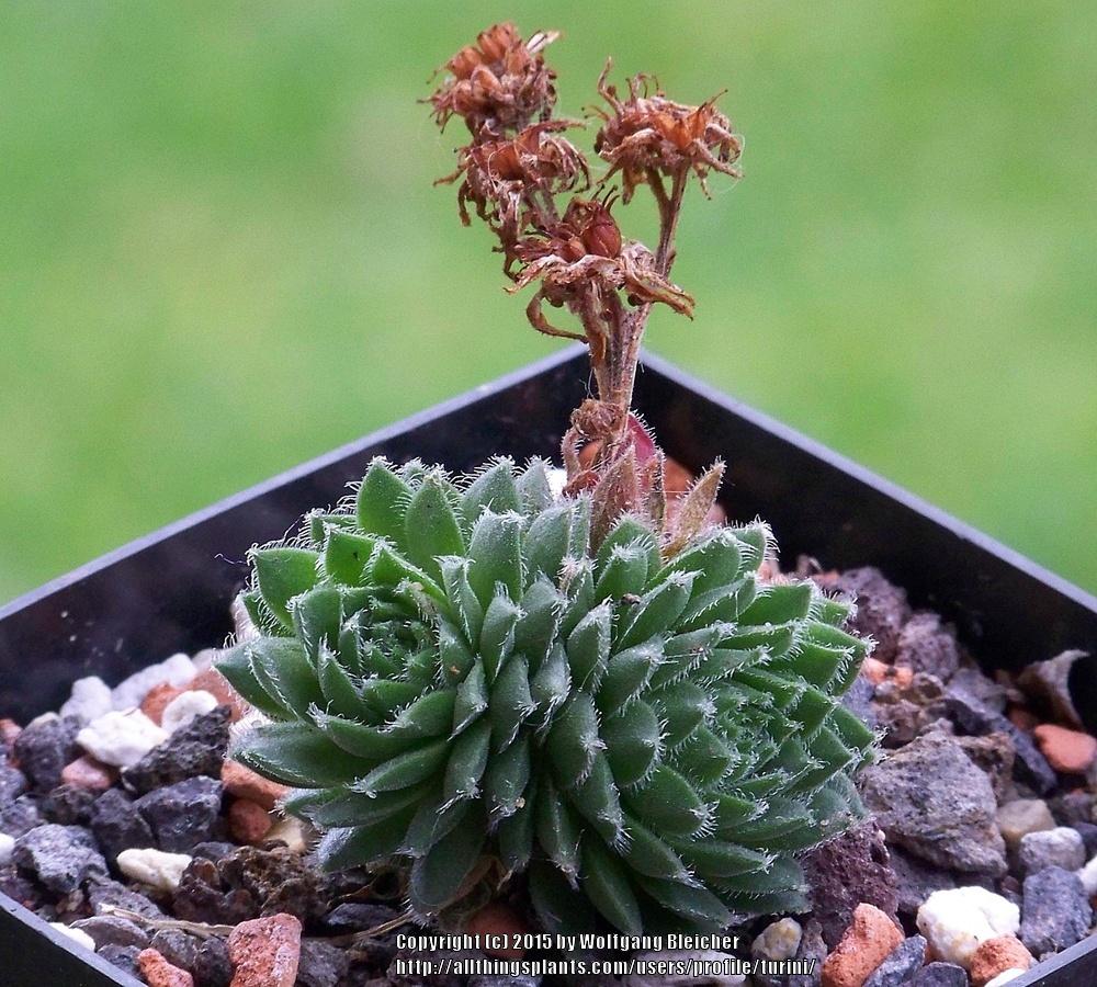 Photo of Hen and Chicks (Sempervivum 'Galaxis') uploaded by turini