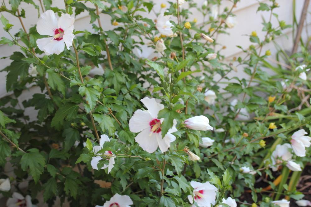 Photo of Roses of Sharon (Hibiscus syriacus) uploaded by DancingGenes