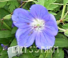 Photo of Hardy Geranium (Geranium 'Brookside') uploaded by Joy