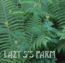 Photo of Ostrich Fern (Matteuccia struthiopteris) uploaded by Joy