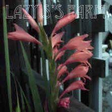 Photo of Gladiola (Gladiolus oppositiflorus subsp. salmoneus) uploaded by Joy