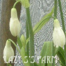 Photo of Summer Hyacinth (Ornithogalum candicans) uploaded by Joy