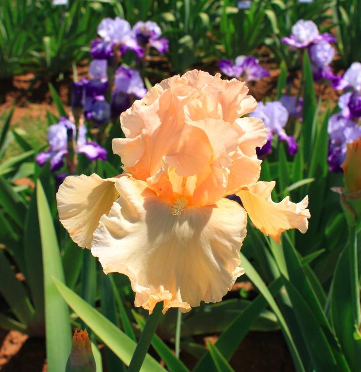 Photo of Tall Bearded Iris (Iris 'Peach Pearl') uploaded by Moiris