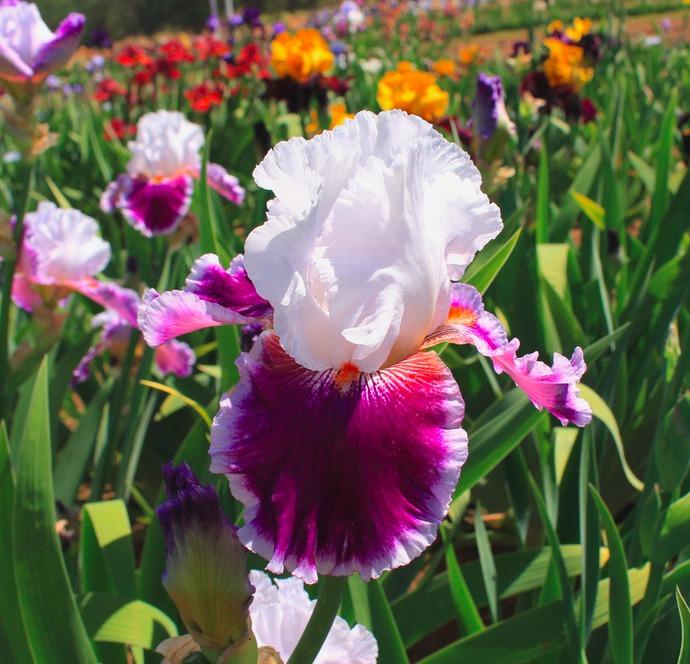 Photo of Tall Bearded Iris (Iris 'Gracious Curves') uploaded by Moiris